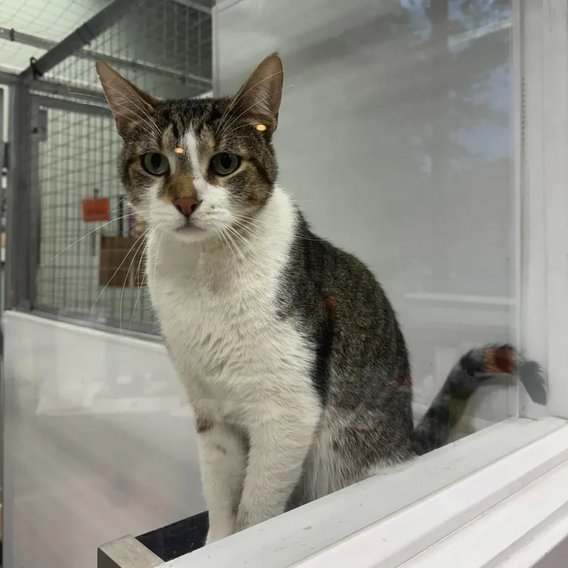 An adult large-sized male Brown / Chocolate Domestic Short Hair cat named Gabriel for adoption in Skokie, IL