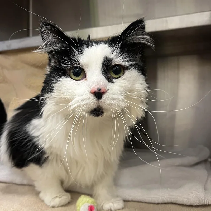 An adult large-sized female White Domestic Short Hair cat named Poppins for adoption in Pittsburgh, PA