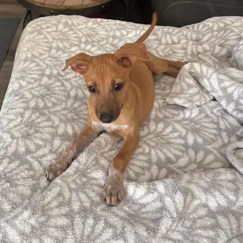 A baby medium-sized male Shepherd dog named Rosie for adoption in Escondido, CA