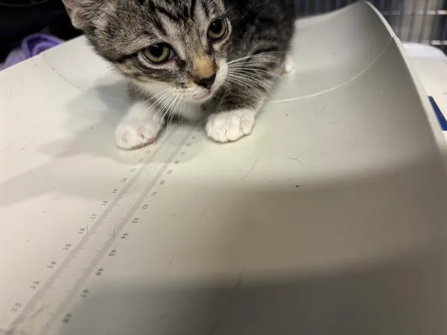 A baby small-sized female Domestic Short Hair cat named Ibis for adoption in Grand Prairie, TX