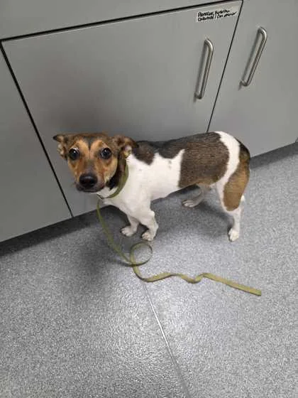 An adult small-sized female Chihuahua dog named Creampuff for adoption in Sevierville, TN