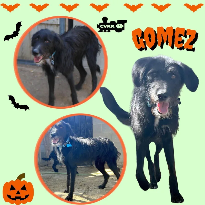 An adult medium-sized male German Wirehaired Pointer dog named Gomez for adoption in LINDSAY, CA