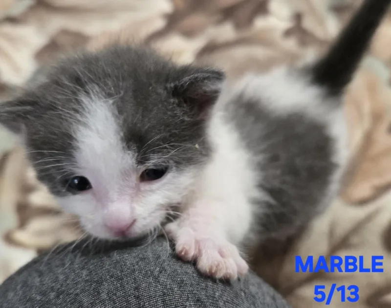 A baby small-sized male Domestic Short Hair cat named Marble for adoption in Buhl, ID