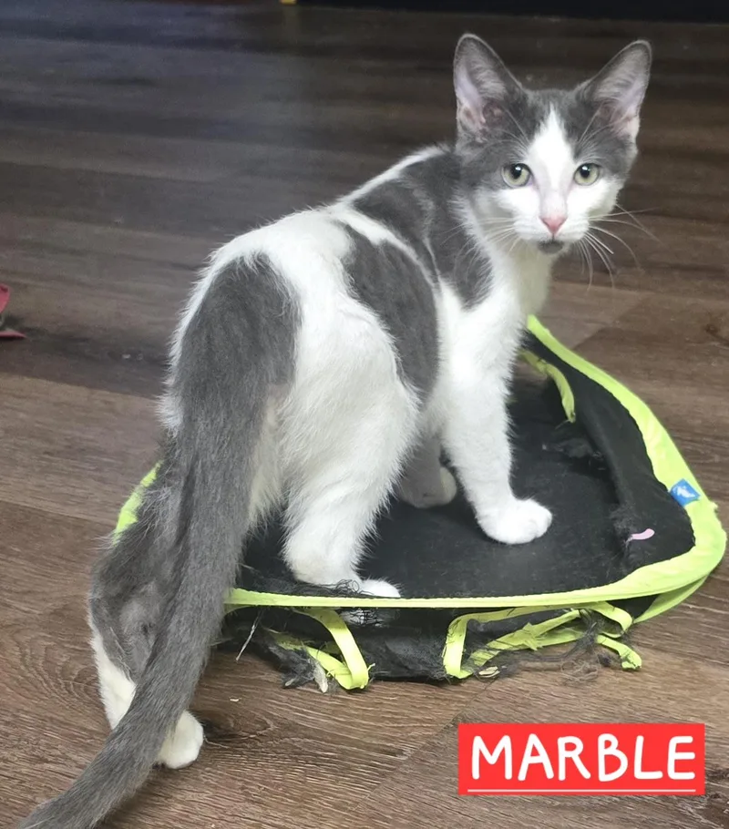 Marble thumbnail 2