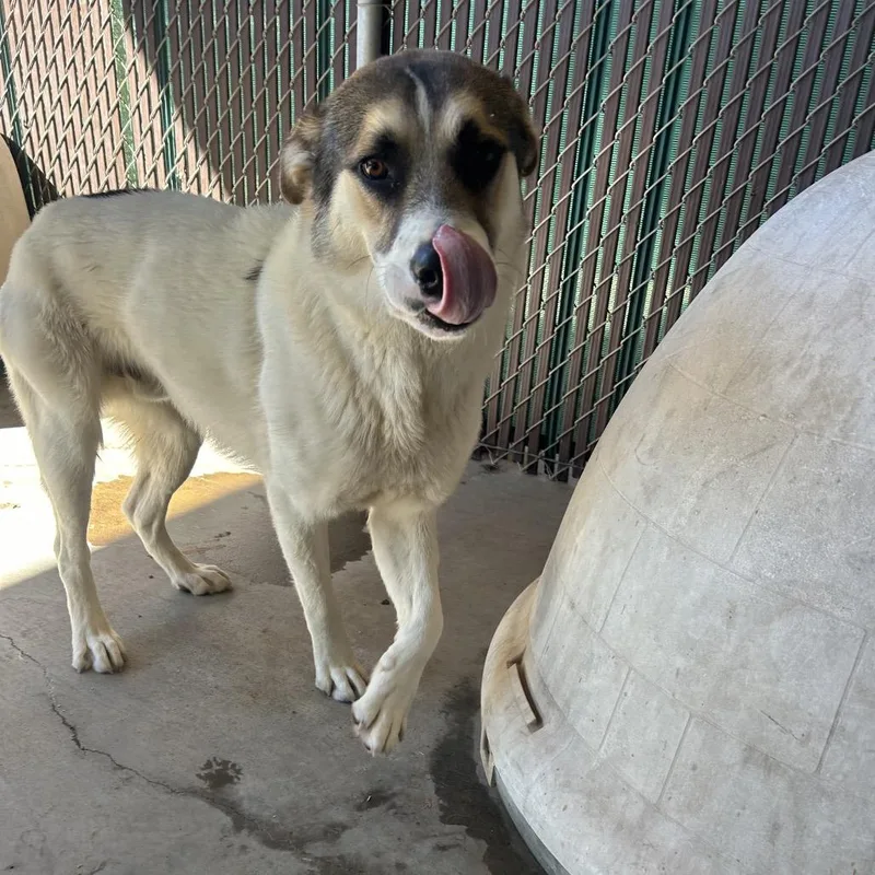 An adult large-sized male Brown / Chocolate Cattle Dog dog named Frankenstein for adoption in Flagstaff, AZ