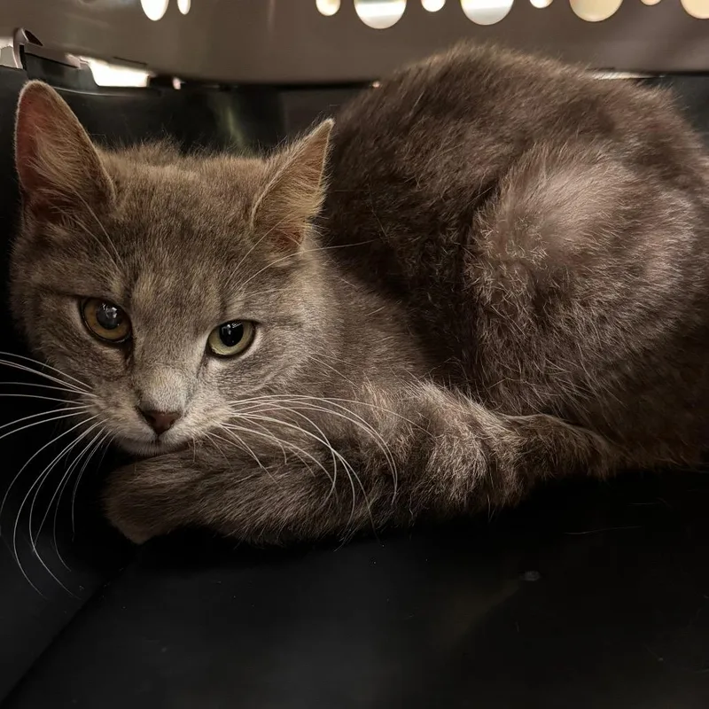 A young medium-sized female Gray / Blue / Silver Domestic Short Hair cat named May for adoption in Lynchburg, VA