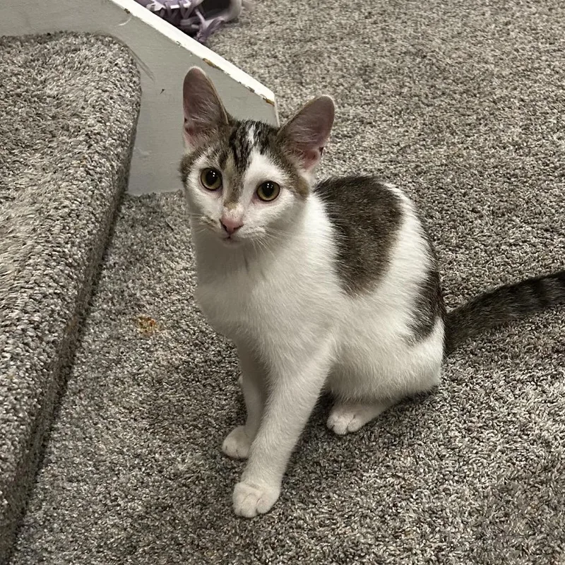 A baby medium-sized male Domestic Short Hair cat named Lamp for adoption in Washington Township, OH