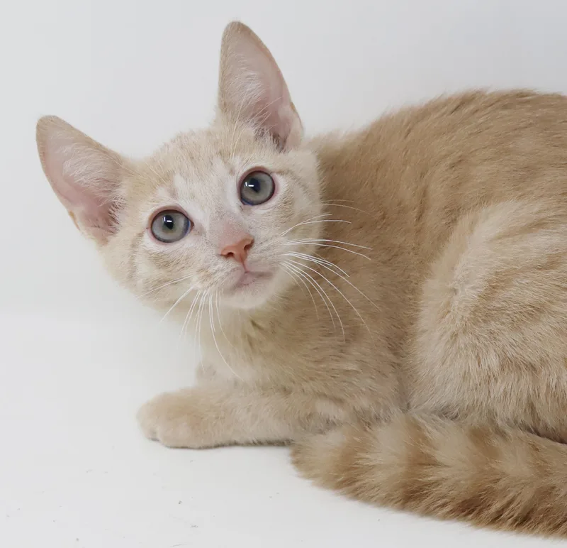 A baby small-sized male Orange / Red Tabby cat named Valor cannot be any for adoption in Bedford Hills, NY
