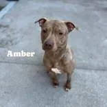 An adult large-sized female Brindle Pit Bull Terrier dog named Amber for adoption in Moline, IL