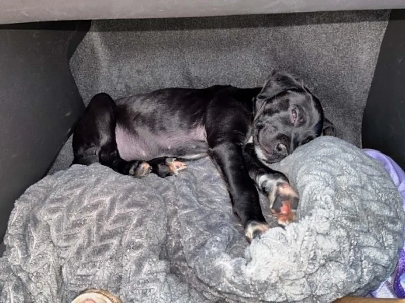 A young medium-sized female Black Boxer dog named Spice for adoption in Piedmont, OK