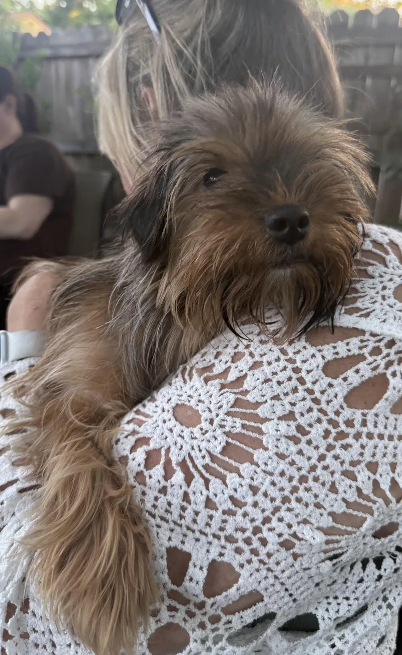 A baby small-sized male Tricolor (Brown, Black, & White) Yorkshire Terrier dog named Milo for adoption in Fresno, CA