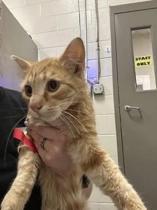 A young medium-sized male Domestic Medium Hair cat named Dodge for adoption in Redmond, OR