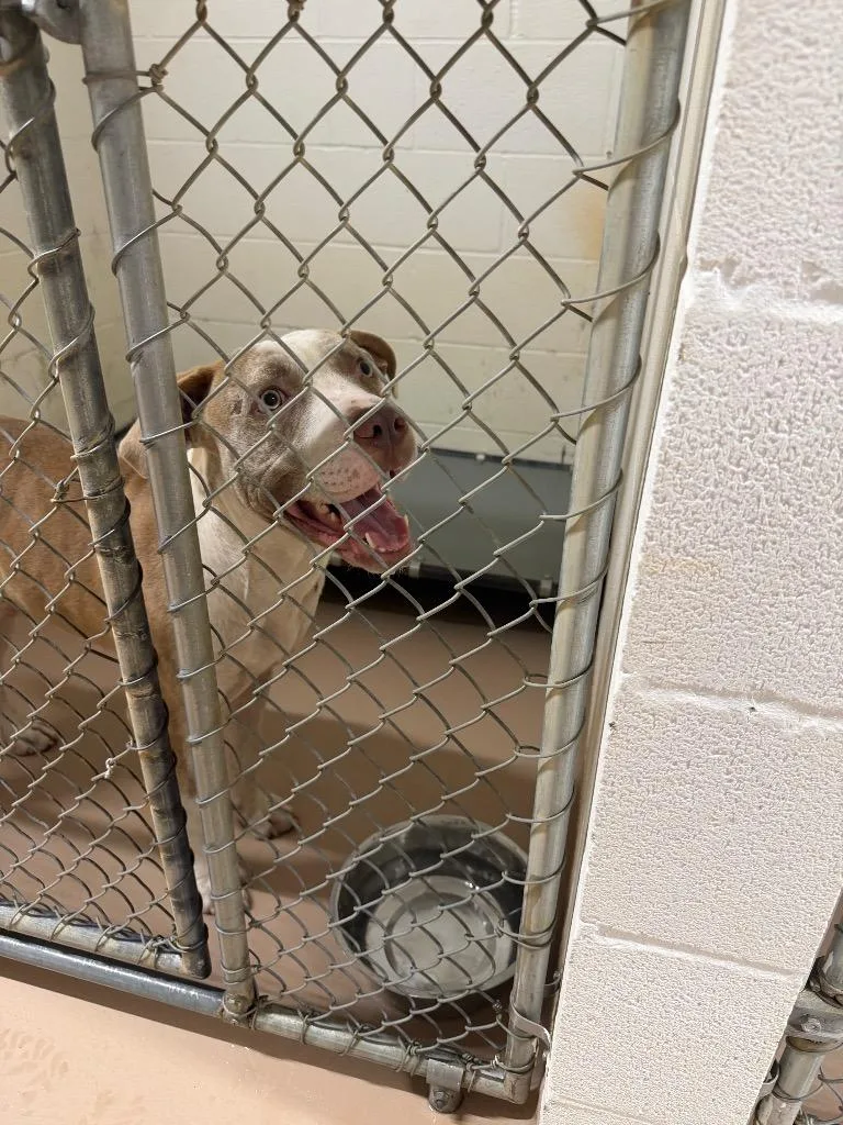 A young large-sized male Pit Bull Terrier dog named Scalywag for adoption in Nacogdoches, TX