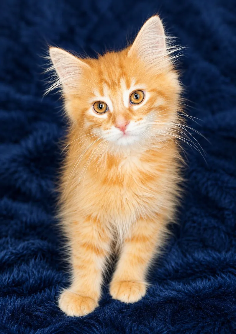 A baby medium-sized male Orange / Red Domestic Long Hair cat named Scotch for adoption in Saginaw, MI