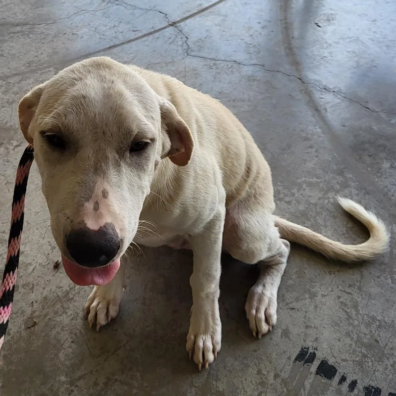 An adult medium-sized male White / Cream Mixed Breed dog named Cheddar for adoption in Lake Panasoffkee, FL