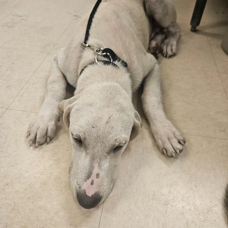 Cheddar thumbnail 2