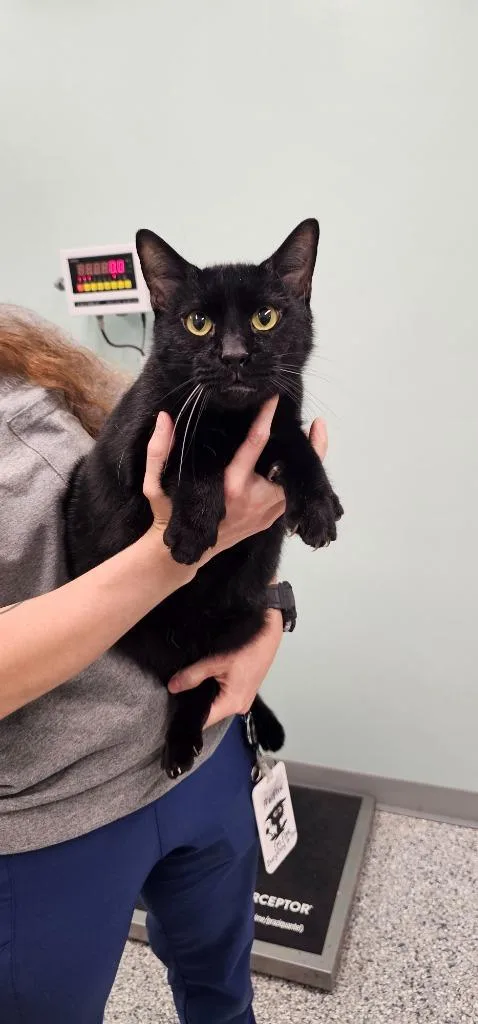 An adult small-sized male Domestic Short Hair cat named Buckeye for adoption in Athens, TN