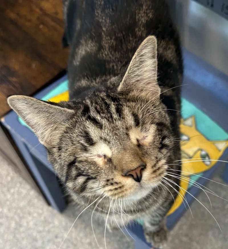 An adult medium-sized male Tabby (Brown / Chocolate) American Shorthair cat named Keenan bonded with Keegan for adoption in Warwick, NY
