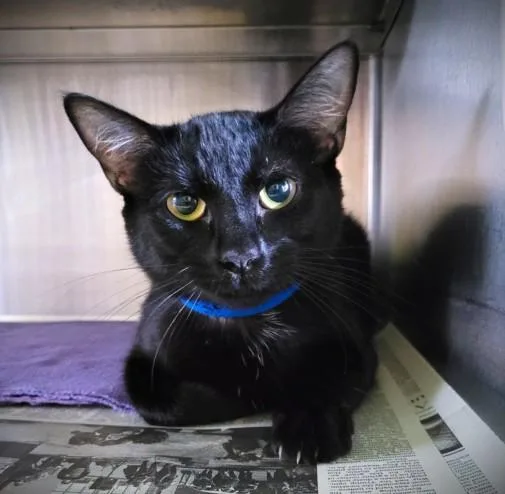 A young medium-sized female Domestic Short Hair cat named Lainey for adoption in Los Angeles, CA