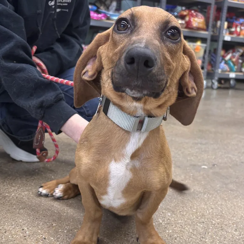 A baby medium-sized female Yellow / Tan / Blond / Fawn Mixed Breed dog named Slinky for adoption in Skokie, IL