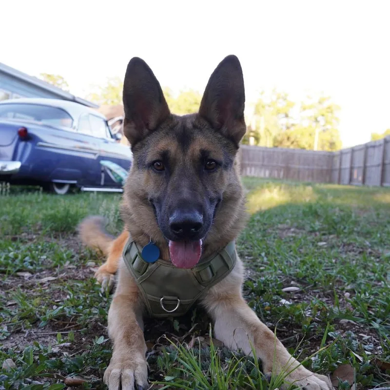 A young medium-sized male Sable German Shepherd Dog dog named Sidney for adoption in Tampa, FL