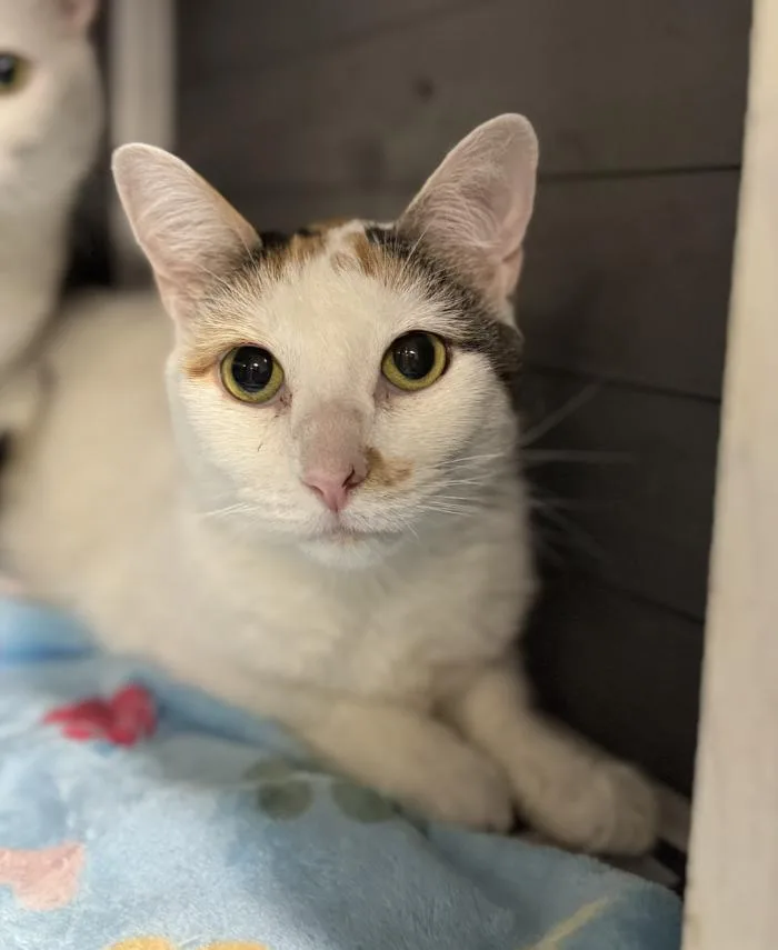 An adult medium-sized female Calico Domestic Short Hair cat named Panky for adoption in Chicago, IL