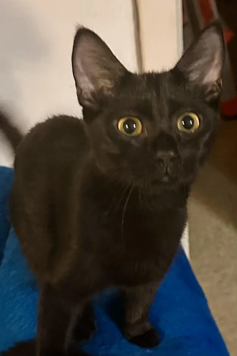 A young small-sized female Black Domestic Short Hair cat named Noire for adoption in Fayetteville, NC