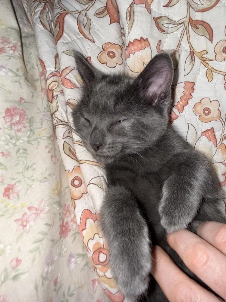 A baby small-sized male Domestic Short Hair cat named Teller for adoption in Bellingham, WA