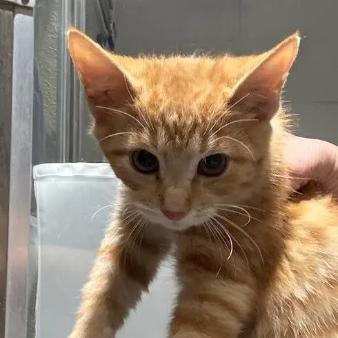 A baby small-sized female Orange / Red Domestic Short Hair cat named Zelda for adoption in Jeffersonville, IN