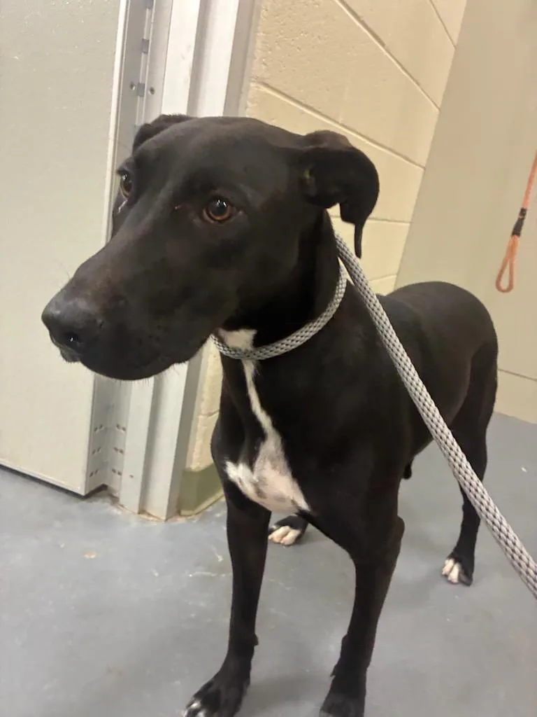 A young medium-sized female Labrador Retriever dog named Bo for adoption in Winder, GA