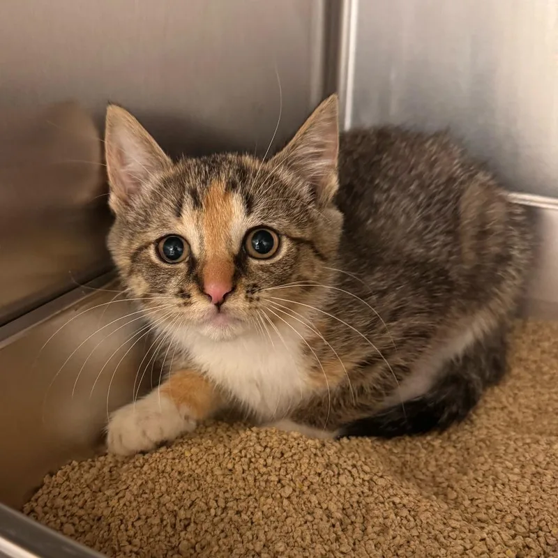 A baby small-sized female Gray / Blue / Silver Domestic Short Hair cat named Limoncello for adoption in Newark, DE