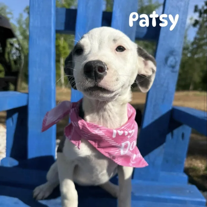 Patsy thumbnail 4