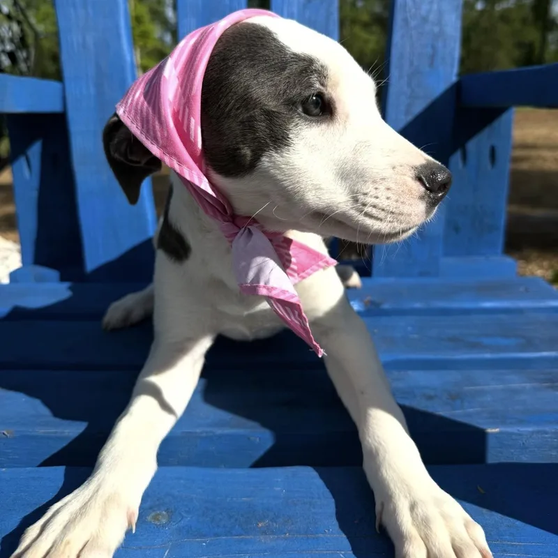 Patsy thumbnail 5