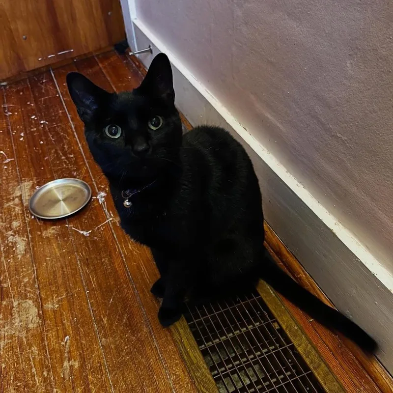 Ralphie thumbnail 3