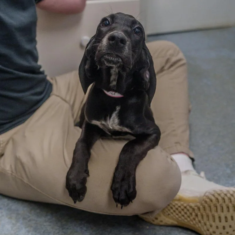 A baby medium-sized female Black Hound dog named Spaghetti for adoption in Pawling, NY