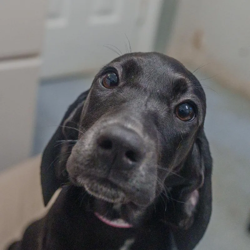 Spaghetti thumbnail 4