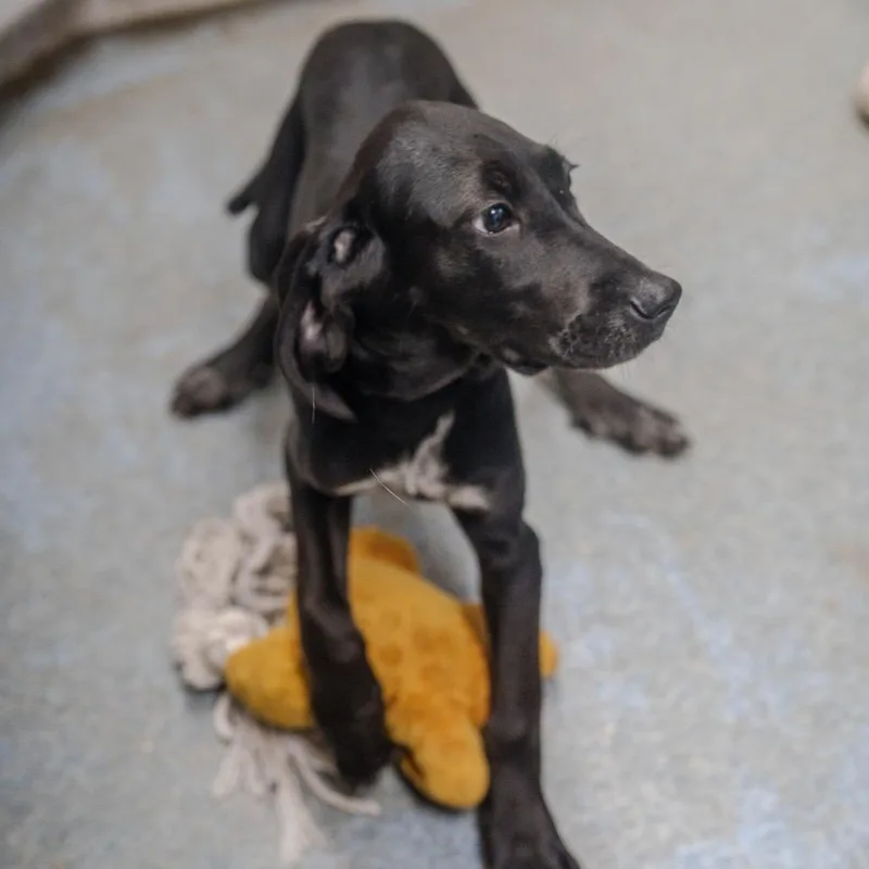 Spaghetti thumbnail 5