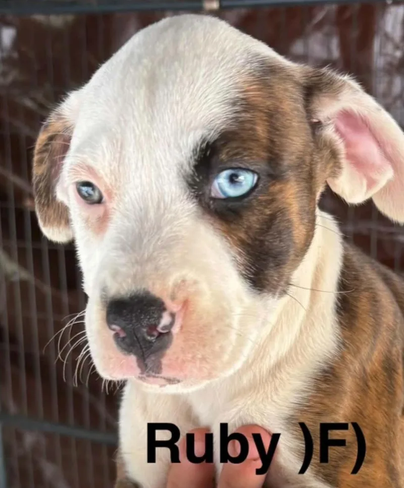 Ruby