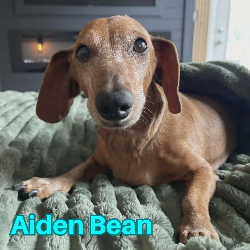Aiden Bean