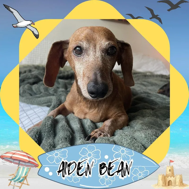 Aiden Bean thumbnail 2