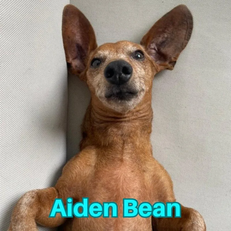 Aiden Bean thumbnail 3