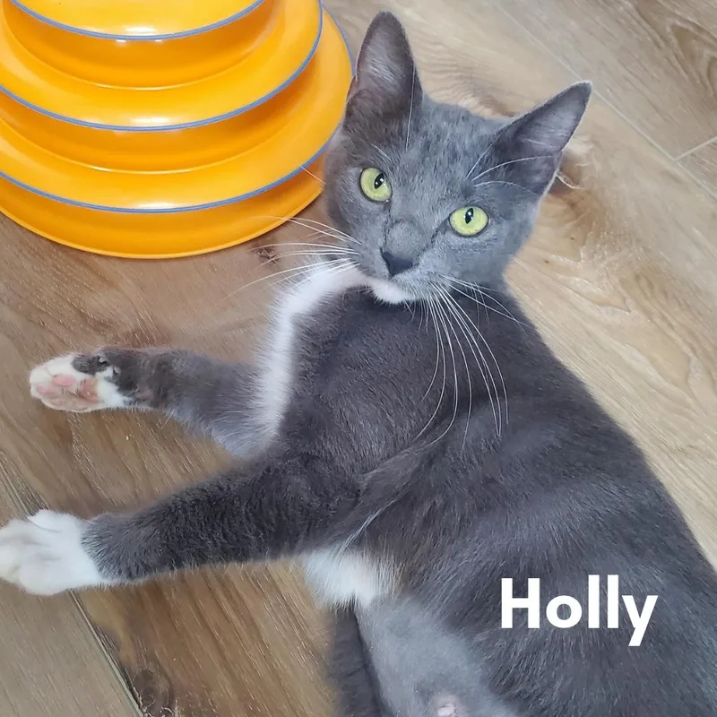 A young medium-sized female Gray & White Domestic Short Hair cat named Holly for adoption in Northford, CT
