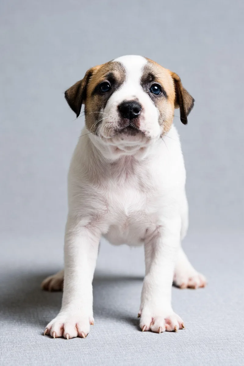 A baby large-sized male Mixed Breed dog named Toney for adoption in Oregon, OH