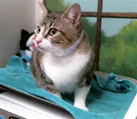 A young medium-sized female Domestic Short Hair cat named Echo for adoption in Houston, TX