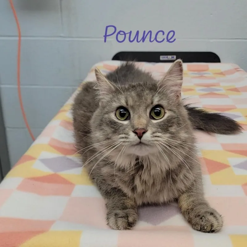 Pounce