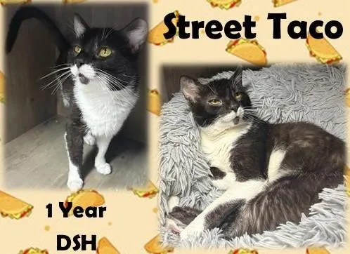 An adult medium-sized male Black & White / Tuxedo Domestic Short Hair cat named Street Taco for adoption in Franklin, IN
