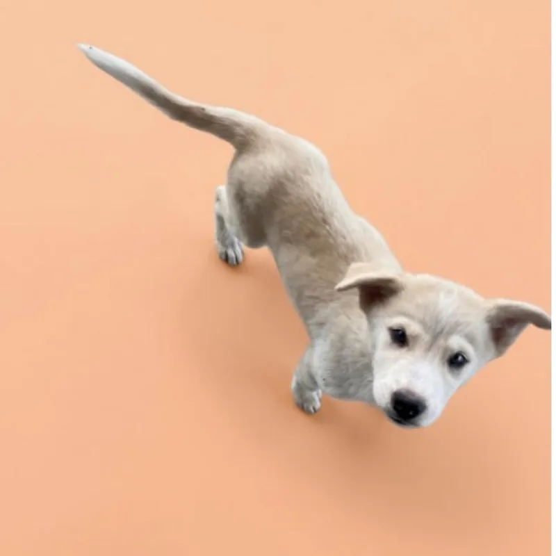 A baby medium-sized male White / Cream Husky dog named Stormy for adoption in Fort Collins, CO
