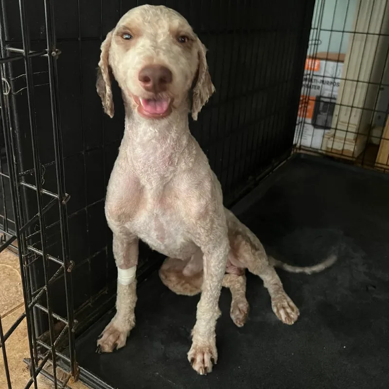 An adult medium-sized male Yellow / Tan / Blond / Fawn Poodle dog named Ashton for adoption in Fairfax Station, VA
