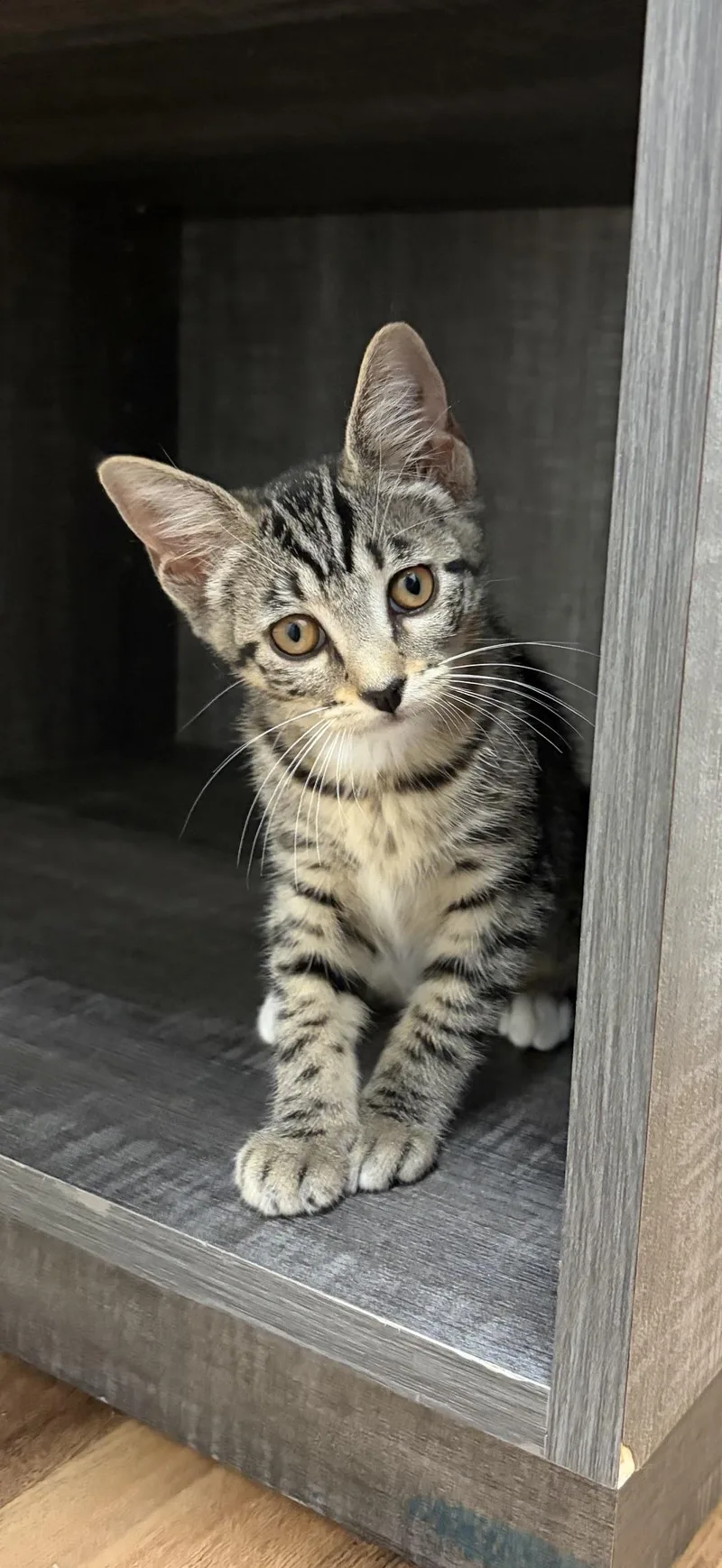 A baby medium-sized female Tabby (Brown / Chocolate) Domestic Short Hair cat named Poppi for adoption in Houston, TX