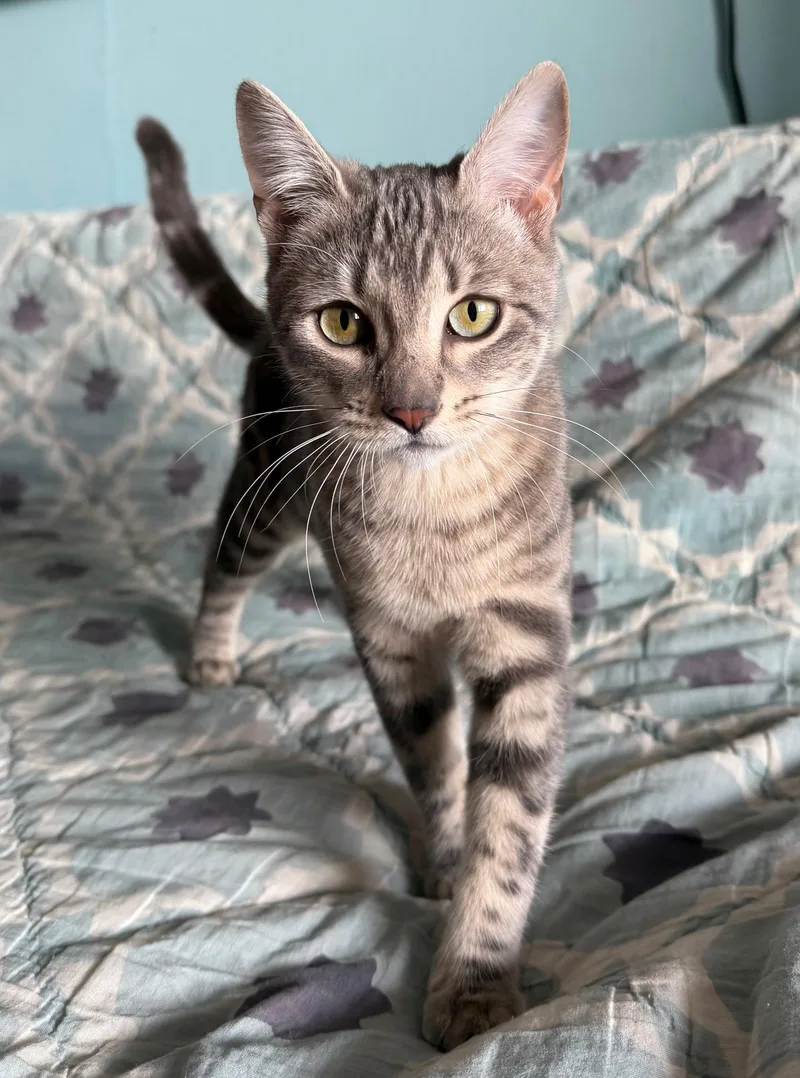 Shirley Chisholm thumbnail 2